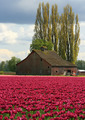 Tulip Fields