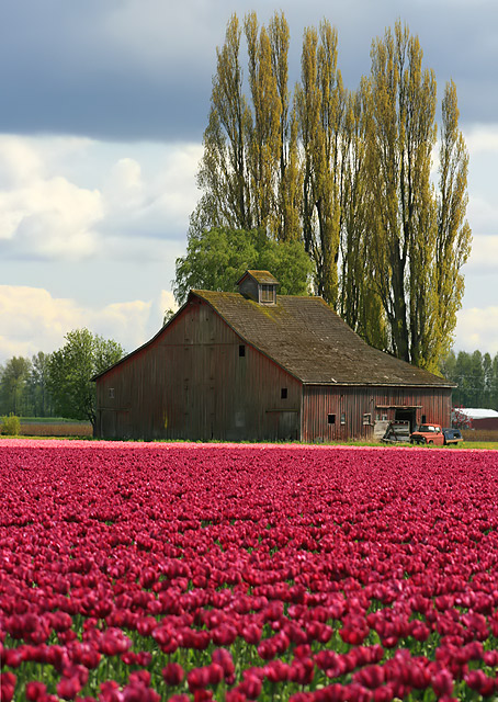 Tulip Fields