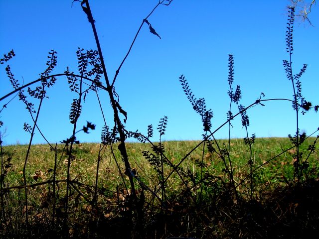 Natural Colors