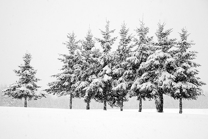 Snowy Morning Mates