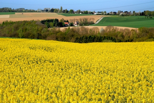 Yellow world