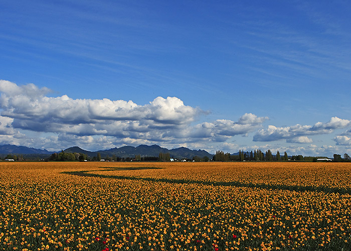 Daffodils