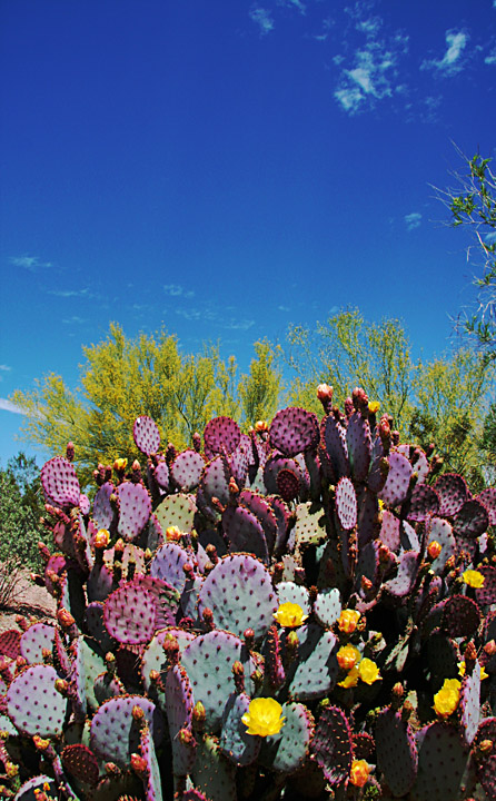 Desert Life