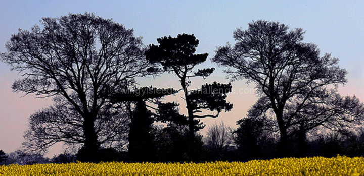 Fields Of Gold