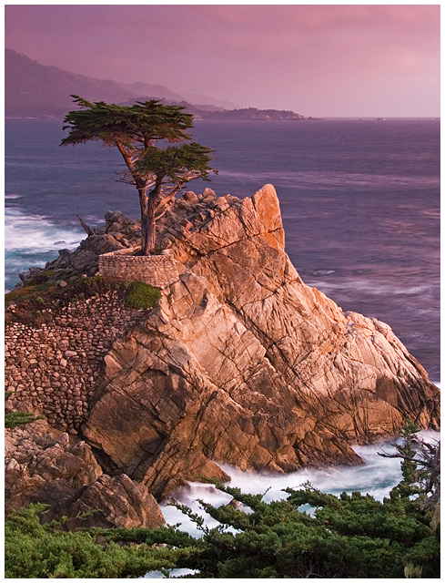 Lone Cypress