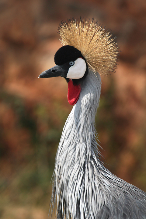 Is this a hair style or what ??