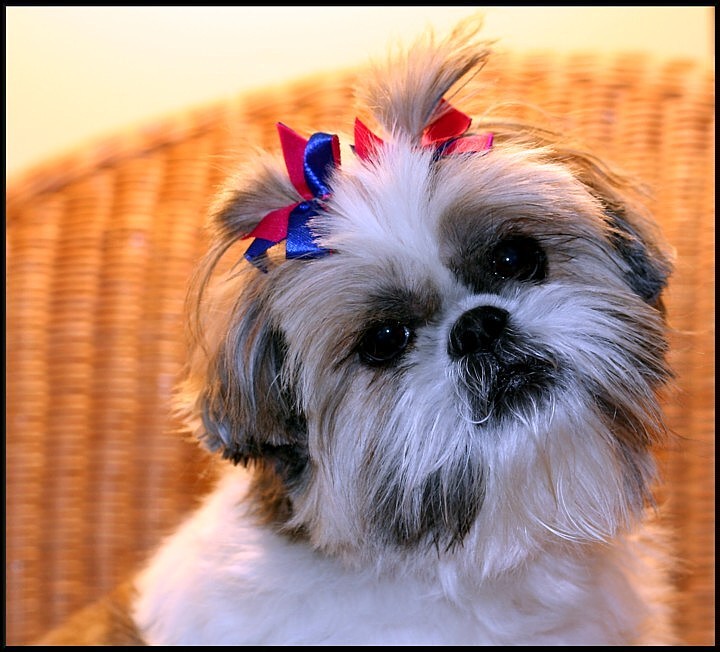 Puppy Hair-Do