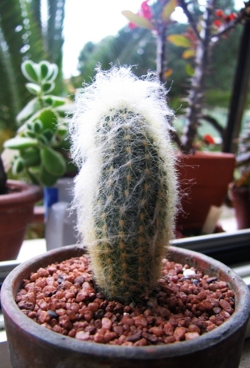 "cephalocereus senilis"