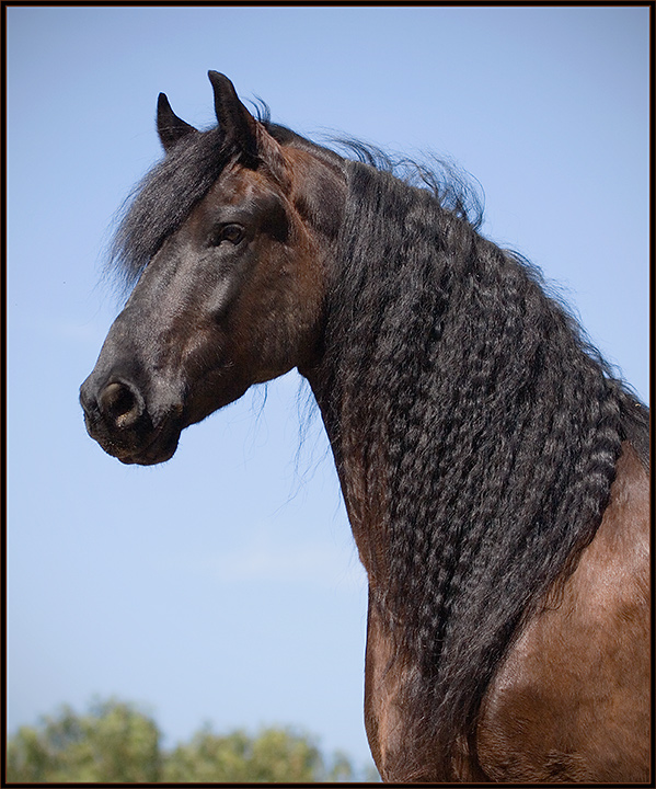 My "Mane" Focus!!!