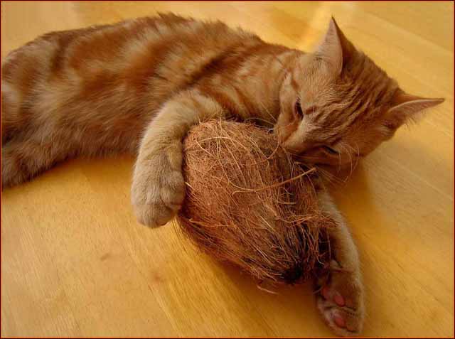 "My Hair Ball"