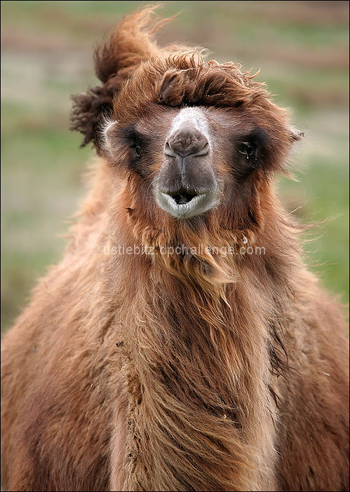 Camel hair