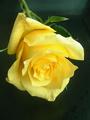 A Yellow Rose in the Morning