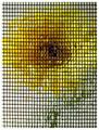 Portrait of a Gerbera (Chuck Close tribute)