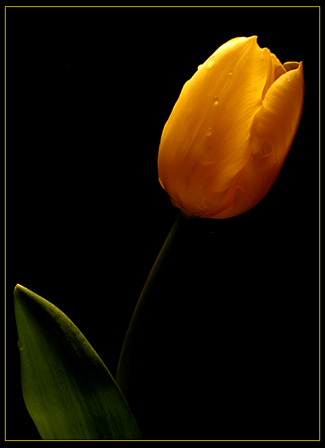 Alone in the Light