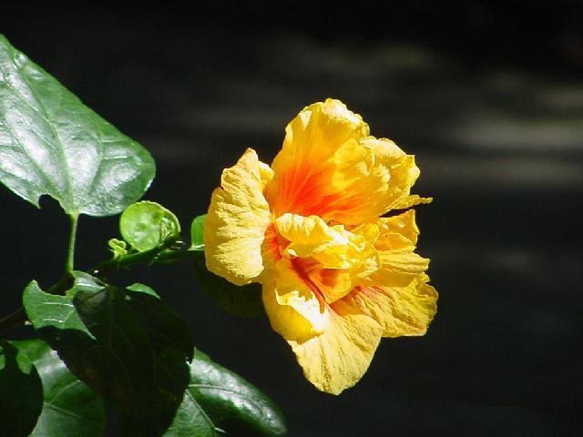 Flaming Hibiscus