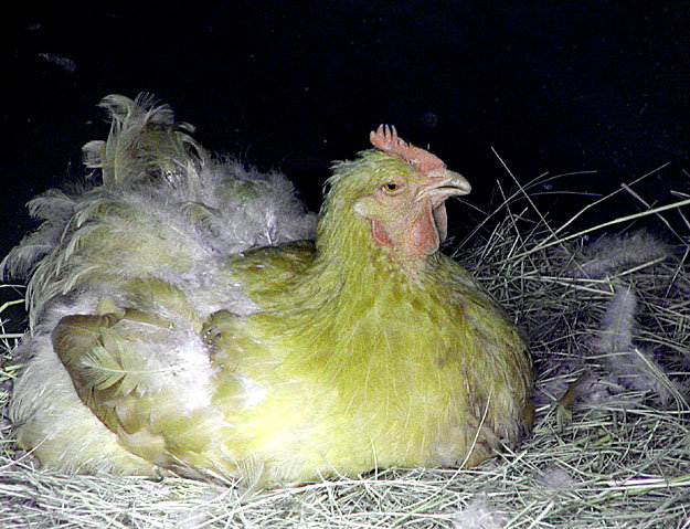 Hen