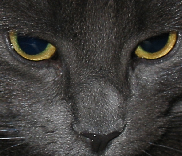 Yellow Eyes