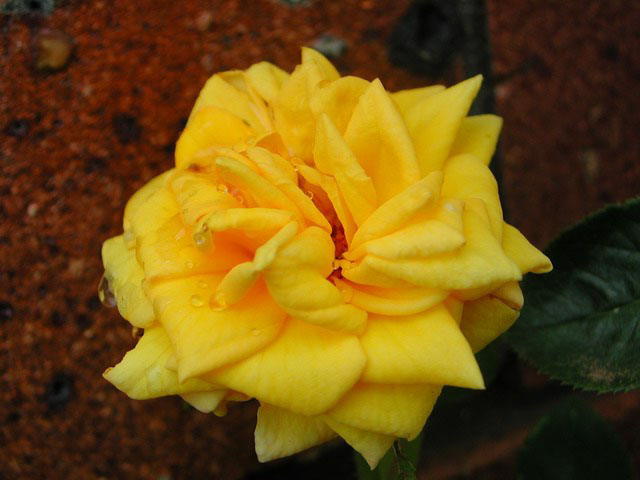 My Yellow Flower