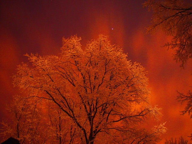 Snow Tree at Night