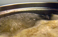 Chicken Stock