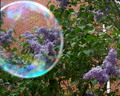 Lilac Study