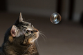 Catnip Bubble