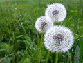 Lawn bubbles