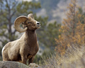 The Alpha Ram