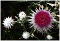 "cirsium occidentale var. californicum"