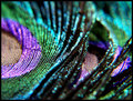 Color of Beauty