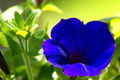 Blue and Green