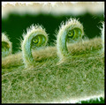 The Green Eyes of the Little Yellow Fern God