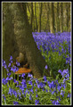Bluebells