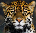 I know only the Jungle rules.