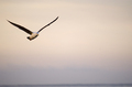 Morning Flight
