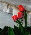First sign of spring in my backyard !!!