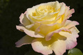 Yellow Rose