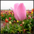 Tulip