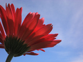 Sunbathing Gerbera