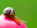 Simply Snail