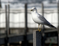 Ring-billed Seagull