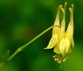 Columbine