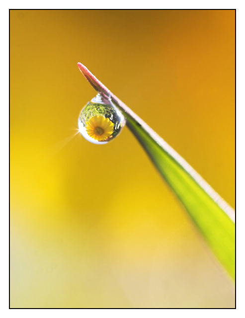 drop of daisy