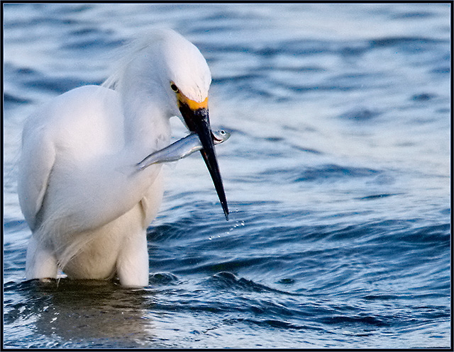 Catching dinner...
