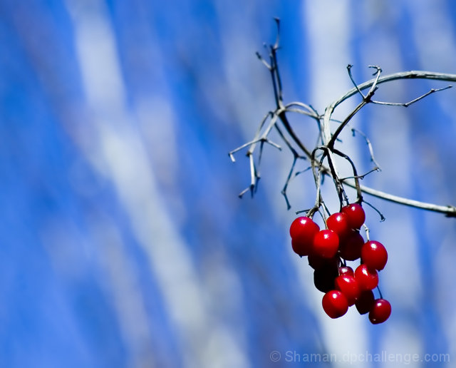 Spring berries