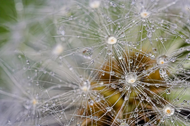 Dew drops