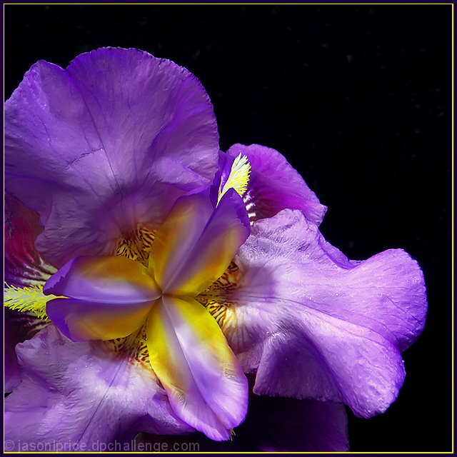 The Bearded Iris