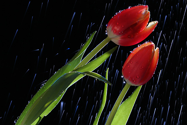 The first kiss in the April shower