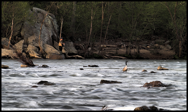 Early Fisherman and the Goose