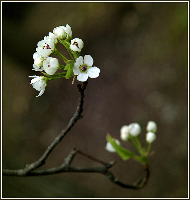 Pear Tree Blossoms